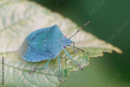 Closeup on a blue- green adult image of the Southern green shiel photo