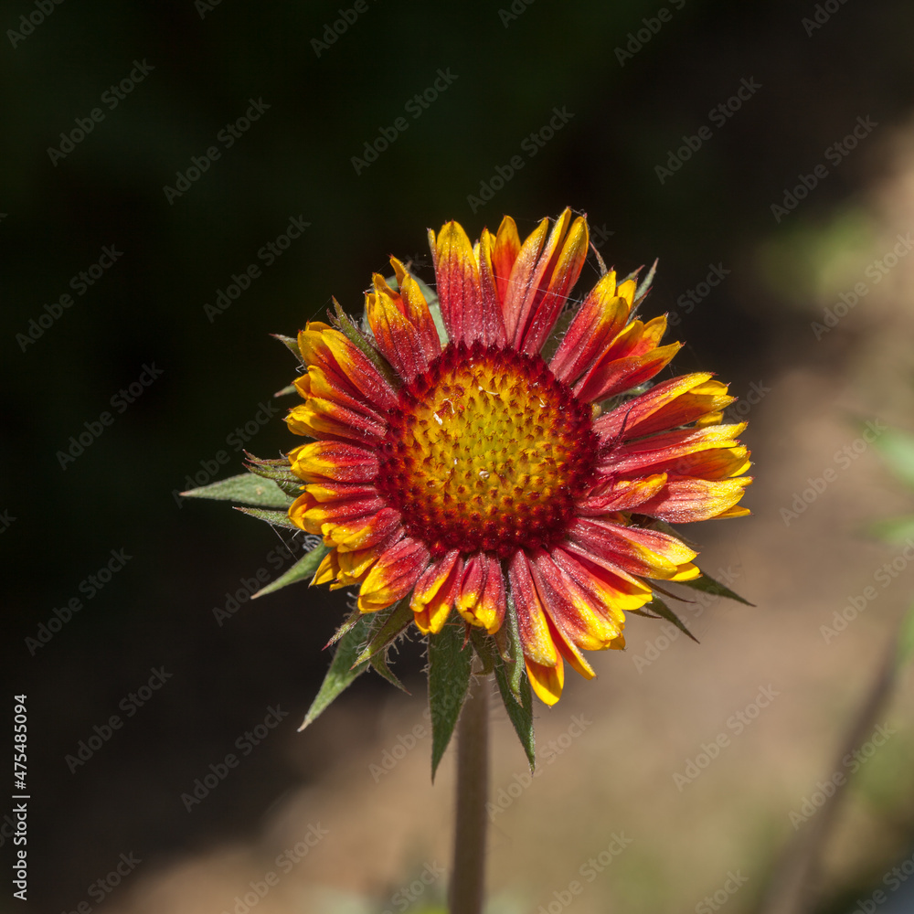 Fleur de gaillarde épanouie se dressant sur sa tige Fleur de gaillarde épanouie se dressant sur sa tige