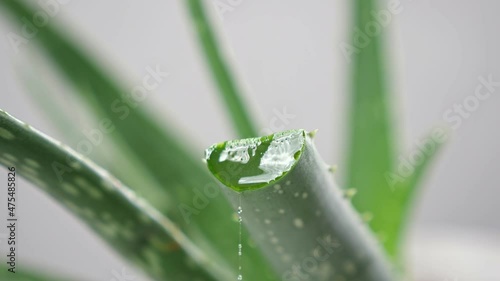 Liquid viscous juice flows out from cut green aloe leaf growing in pot for cosmetics development in laboratory on grey background closeup. photo