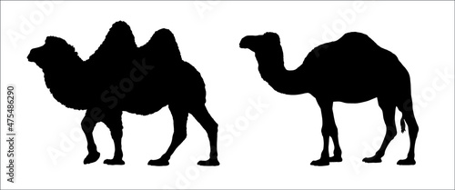 The dromedary and Bactrian camel illustration. Camels vector silhouette.