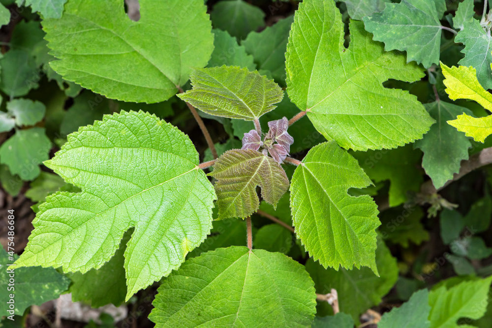 Broussonetia papyrifera, a plant in northern China, is growing new leaves in spring Broussonetia papyrifera, a plant in northern China, is growing new leaves in spring