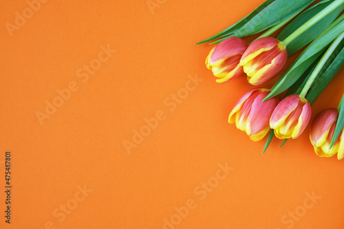 Tulips on orange background. Greeting card. 8 March Happy Women s Day. Mother s day. Flat lay. Place for text. Spring. 