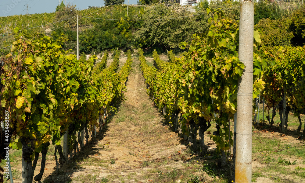 Naklejka premium The hills full of vineyards of Santo Stefano Belbo, the area of Muscat wine in Piedmont, immediately after the harvest in autumn