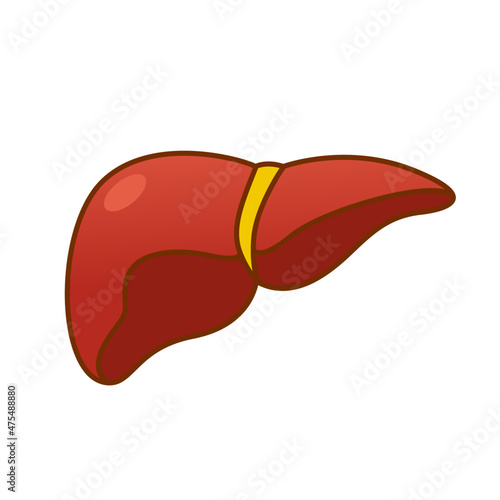 Human liver vector logo icon flat style illustration