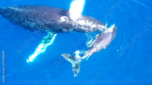 Mother Humpback whale and her calf bond in the calm waters of Maui, Hawaii.