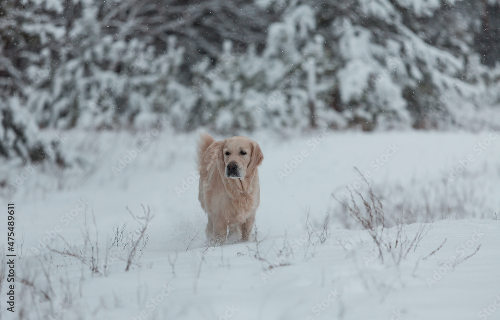 Dog in winter forest Dog in winter forest