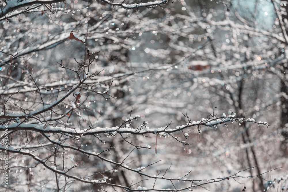Frozen tree Frozen tree