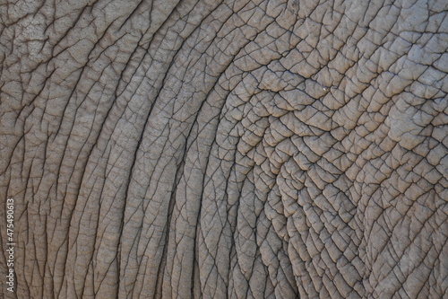 Thick leathery elephant skin in close-up. Natural background and texture. 