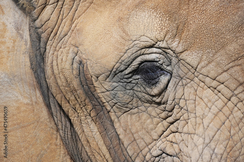 Close-up of an elephant's eye. Long eyelashes.  © Elly Miller