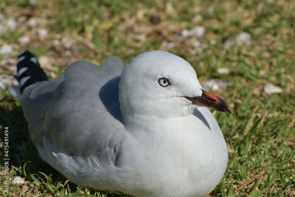 Red-billed gull chick sitting on green grass Red-billed gull chick sitting on green grass