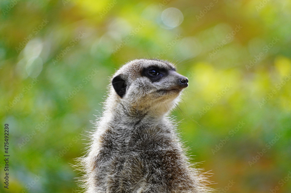 Portrait of a meerkat. Suricata suricatta.
Portrait of a meerkat. Suricata suricatta.