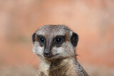 Portrait of a meerkat. Suricata suricatta.
