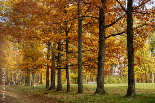 Golden autumn in a public park, yellow and orange leaves on trees, green grass, fallen leaves lying on the ground.