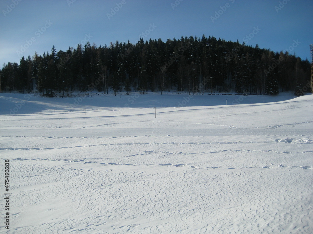 snow and forest