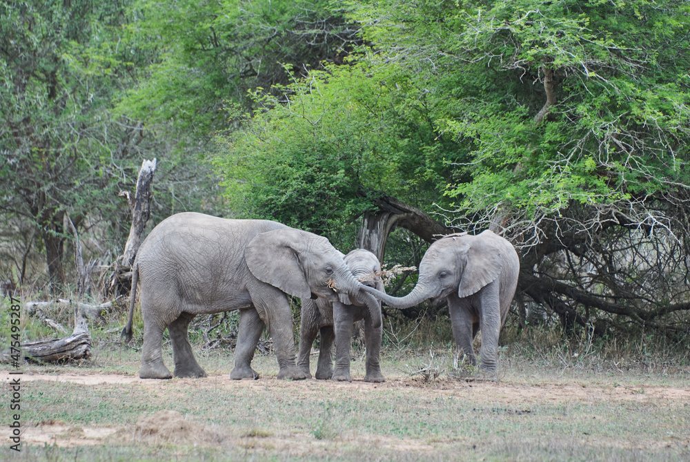 Fototapeta premium Group of playful young african elephants, Loxodonta