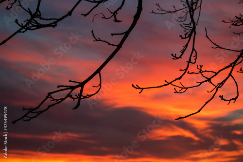 Graphic trees on a beautiful sunset bakground