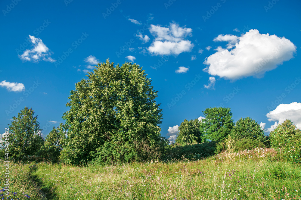 Green meadow scenery, valley background, awesome nature, blue sky footage, grassland backdrop. Good weather, summer time, sunny day