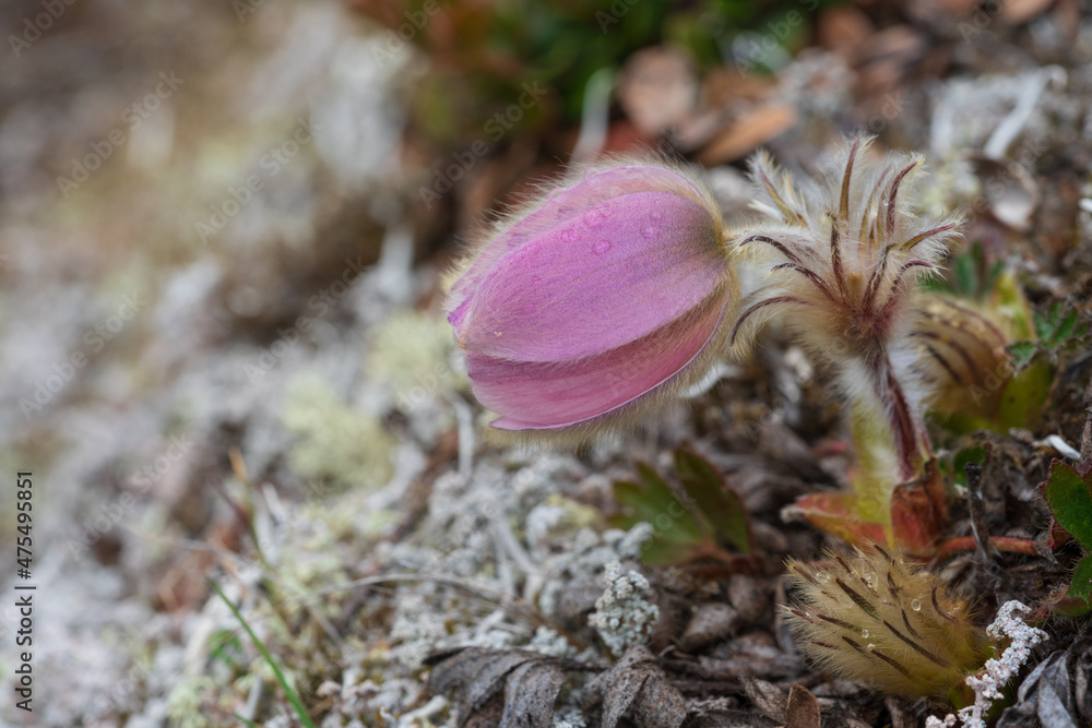 Spring pasque flower (Pulsatilla vernalis) Spring pasque flower (Pulsatilla vernalis)