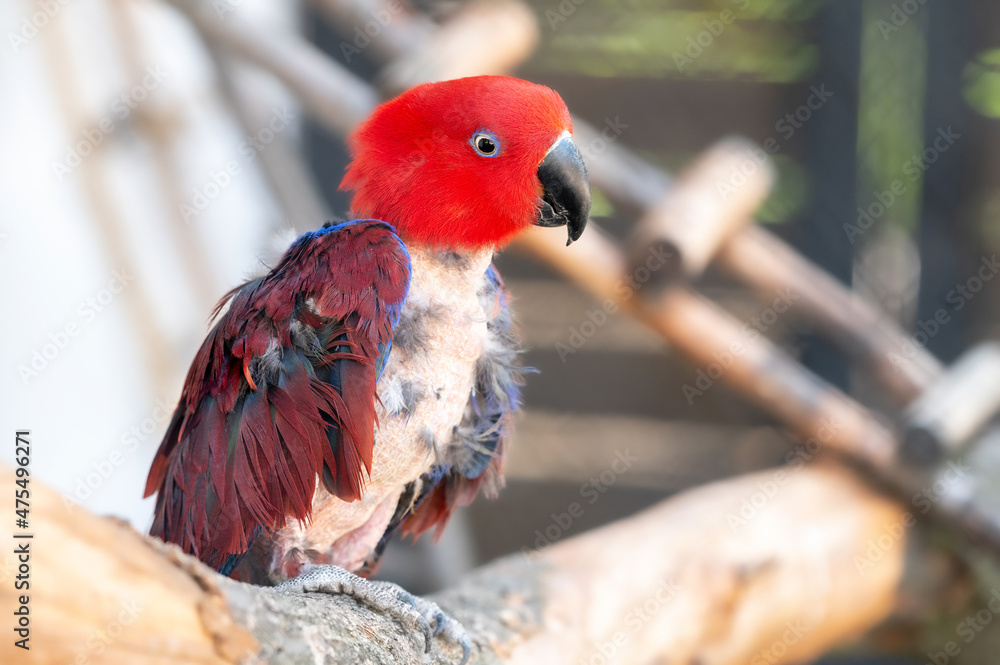 A sick balding red eclectus parrot sits on a wooden branch of a tree