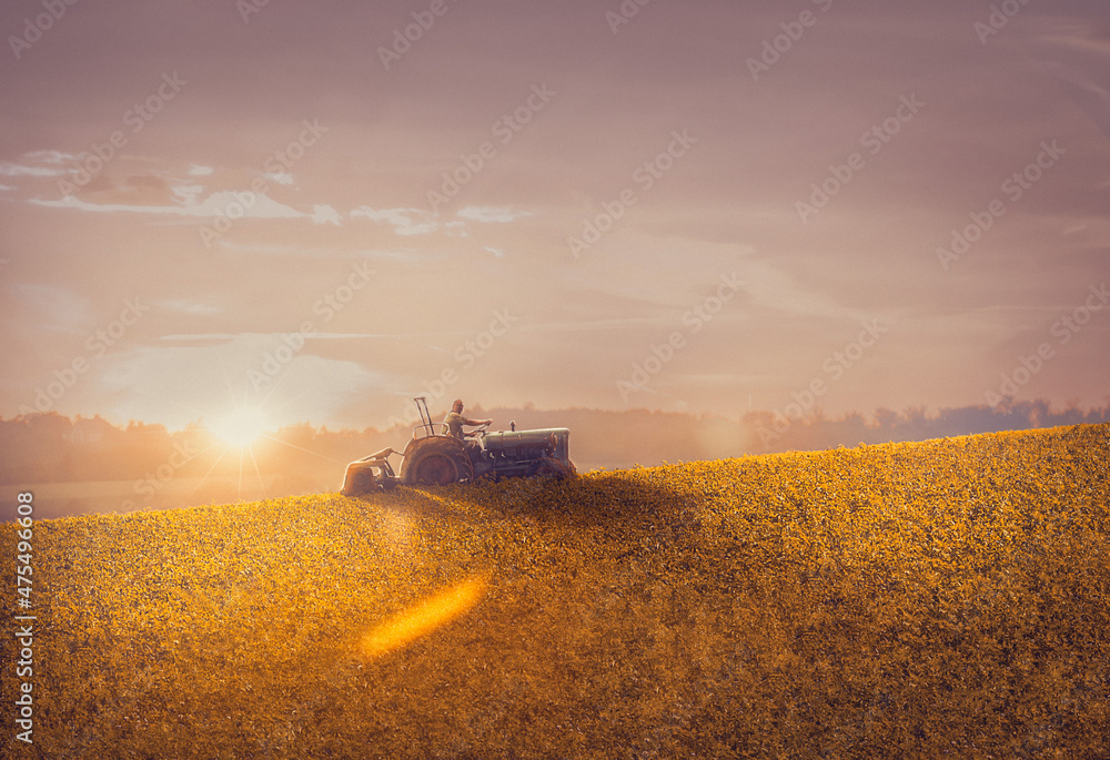 Fototapeta premium Mähen im Sonnenuntergang
