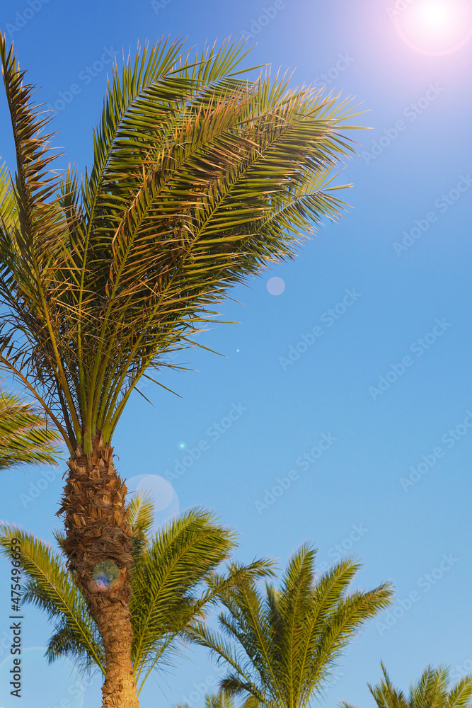 Leaves of palm tree against clear blue sky at summer sunny day. Holiday resort. Tropical, exotic, Travel, tourism, vacation, holiday concept. Leaves of palm tree against clear blue sky at summer sunny day. Holiday resort. Tropical, exotic, Travel, tourism, vacation, holiday concept.