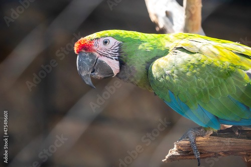Green parrot sits on a tree branch in a poultry house