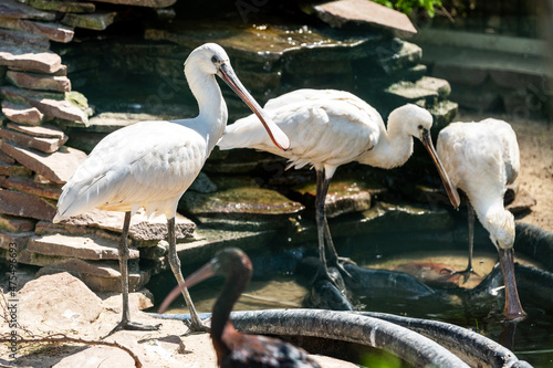 Spoonbill or common spoonbill is a wading bird of the ibis