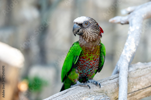 Obraz na płótnie Hawk Headed Parrot sits on a wooden branch of a tree, on a gray background w salonie