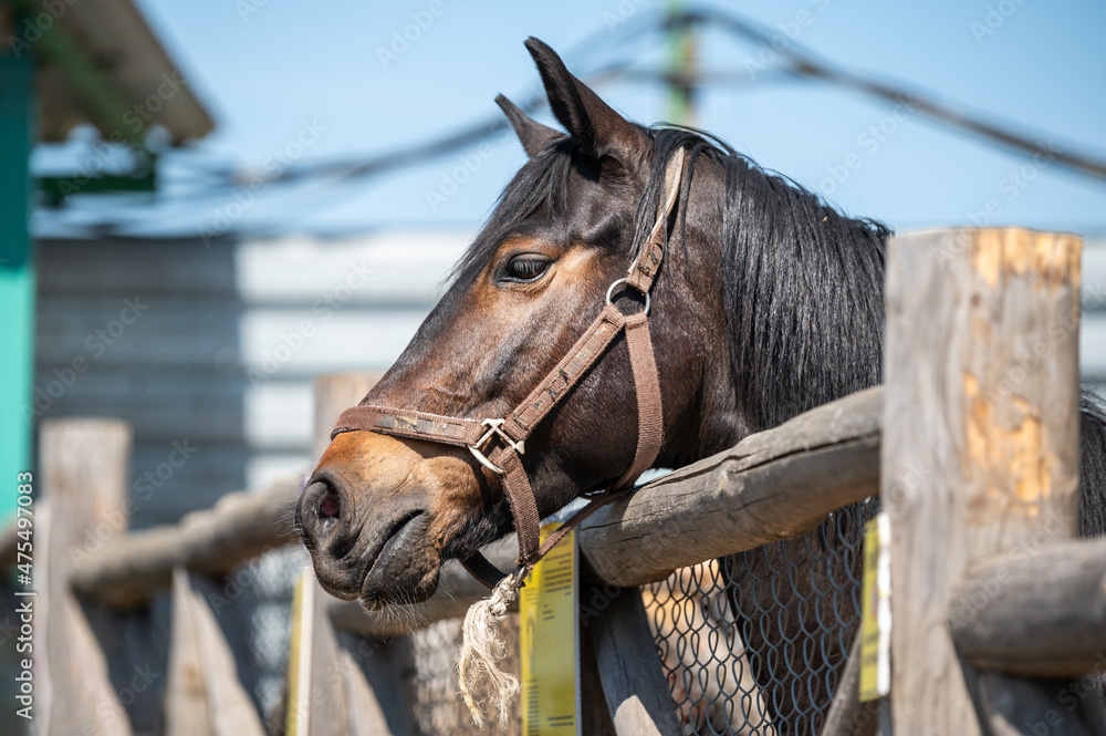 Head of a brown horse in a paddock close up