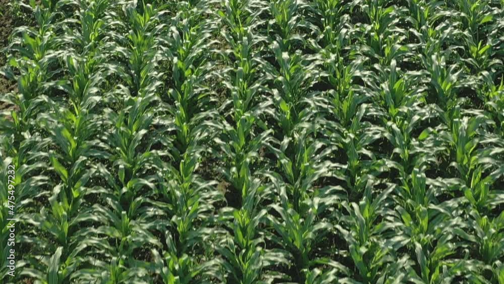 Flying over corn field, corn field top view, corn growing, farming business. Flying over corn field, corn field top view, corn growing, farming business.