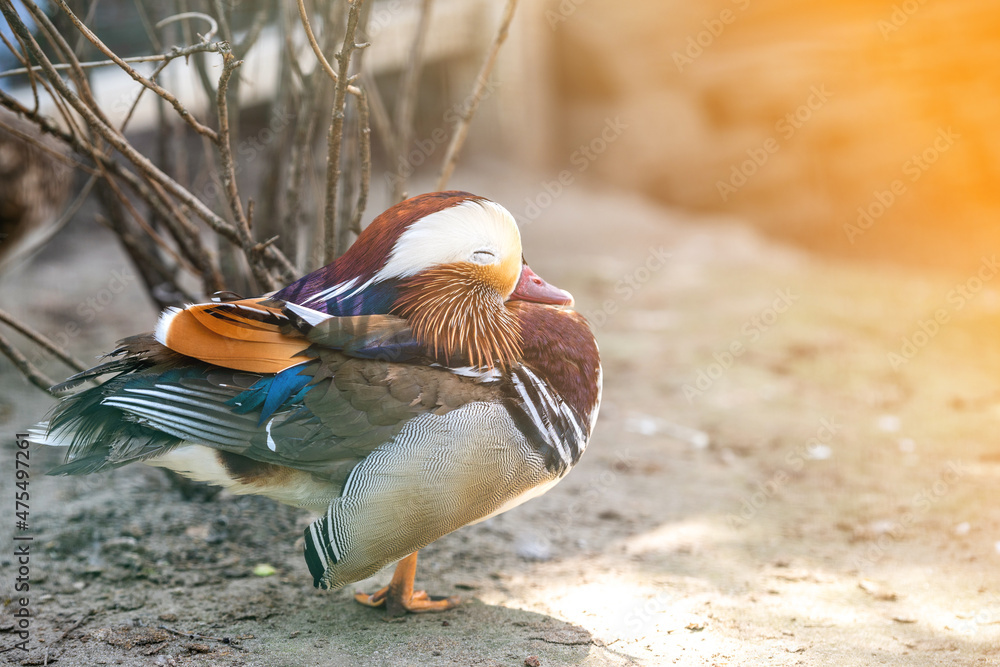 Mandarin duck sits on a stone in the park. Colorful wild bird