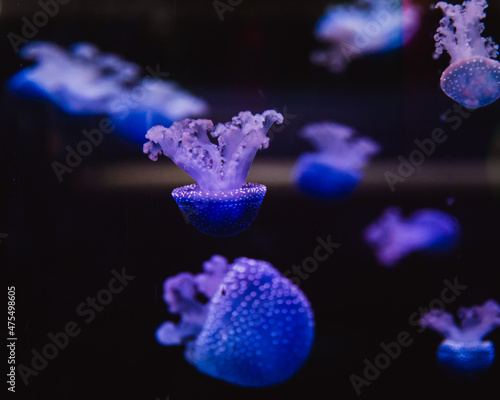 Group of light purple jellyfish on black background. Color 2022 - Very Peri