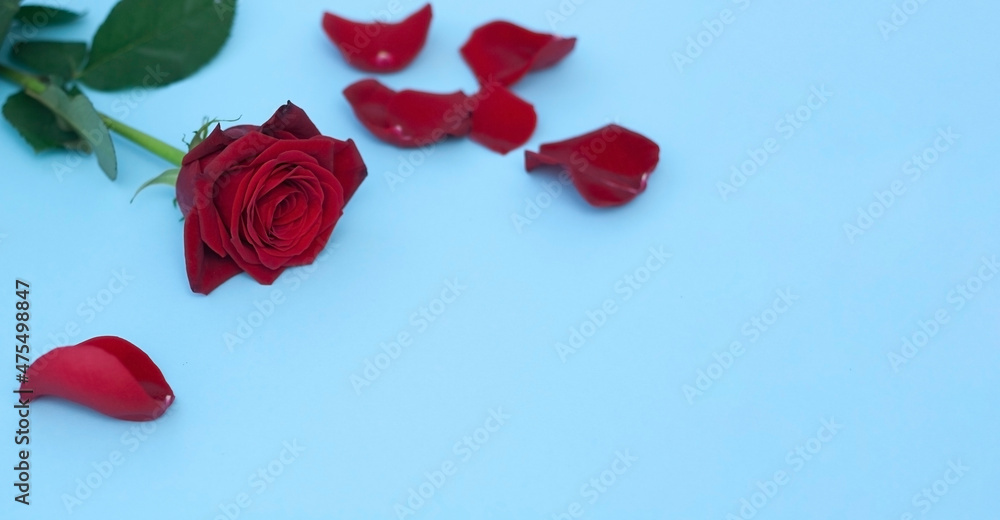Rose petals on a blue background with space for text. Rose petals on a blue background with space for text.