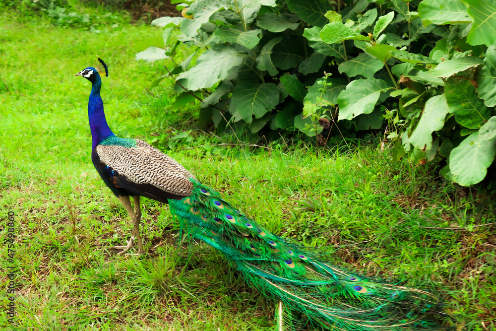 Naklejka premium peacock in the forest