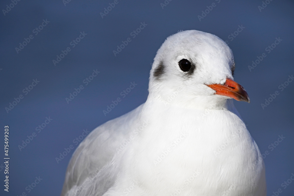 Seagull in close-up. Portrait of a bird with a red beak and white plumage.
Seagull in close-up. Portrait of a bird with a red beak and white plumage.