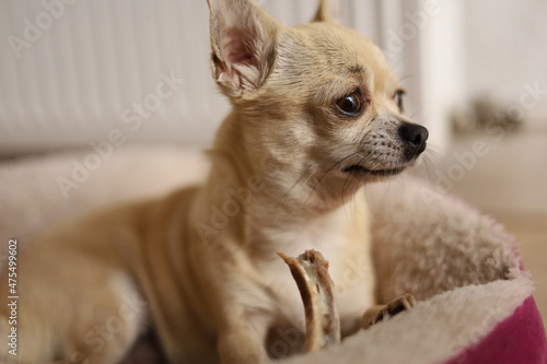 Closeup portrait of small funny beige mini chihuahua dog  puppy eating bone