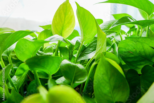 Fresh green leaves and green trees