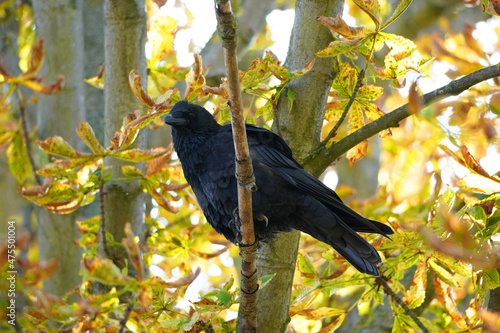 A carrion crow sits on a branch with autumn leaves. 