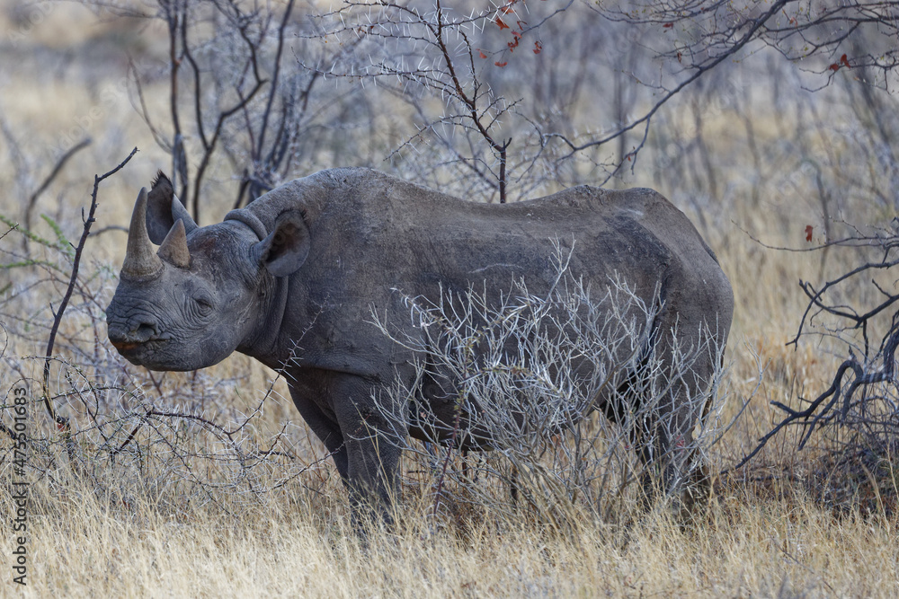 Spitzmaulnashorn Spitzmaulnashorn
