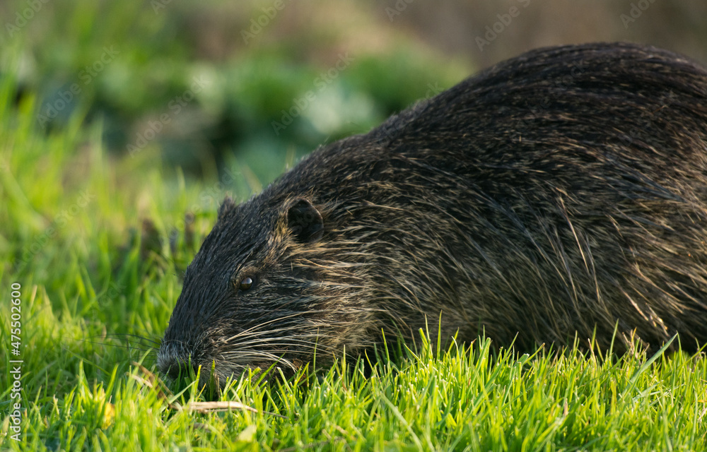 A Coypu or Nutria sniffing in a green grass. A Coypu or Nutria sniffing in a green grass.