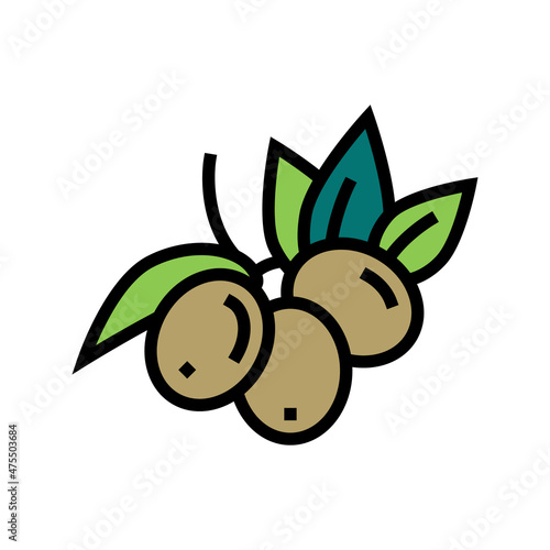 olive berries color icon vector. olive berries sign. isolated symbol illustration