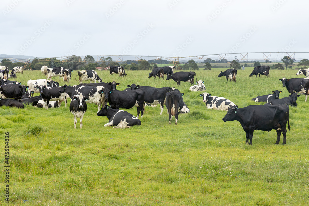 Dairy cattle in a field Dairy cattle in a field