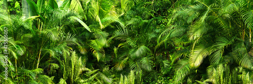 beautiful green jungle of lush palm leaves, palm trees in an exotic tropical forest, tropical plants nature concept for panorama wallpaper, selective sharpness
