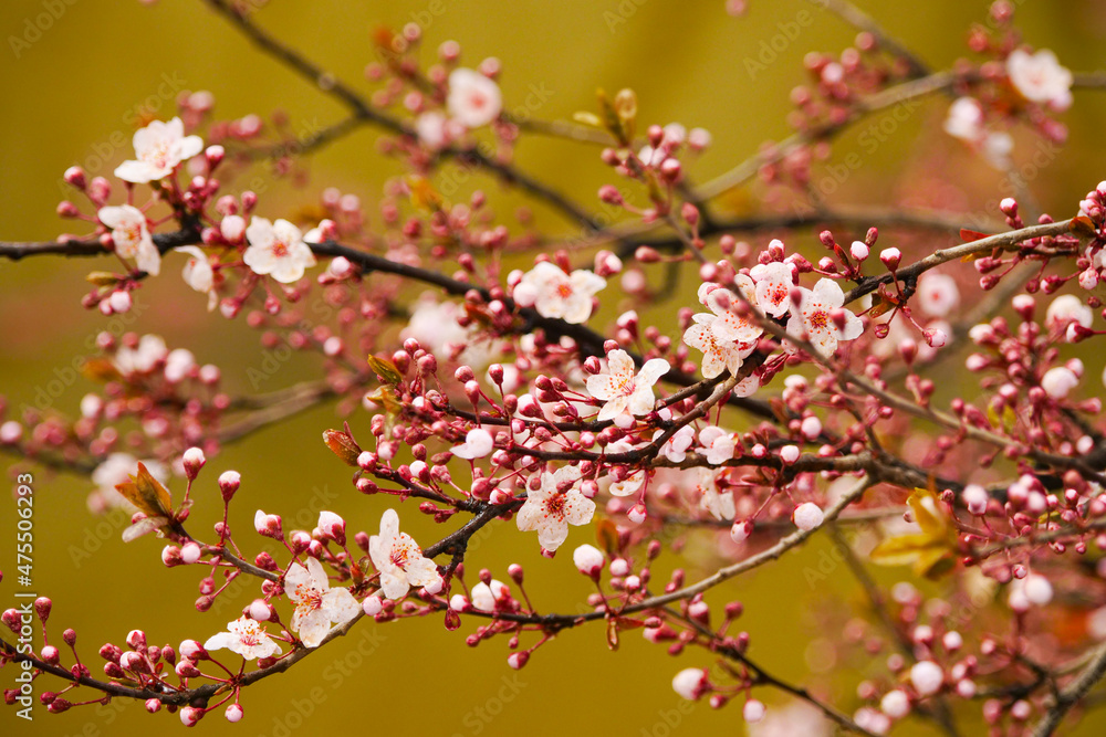 Pink apricot blossoms blooming in spring Pink apricot blossoms blooming in spring
