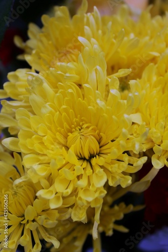 yellow chrysanthemum flower © Lina