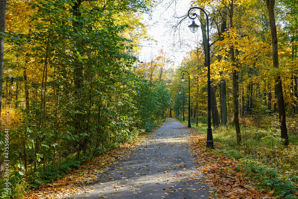 An asphalt path road walkway with lamps without people in an autumn park. Trees with yellow leaves . High quality photo