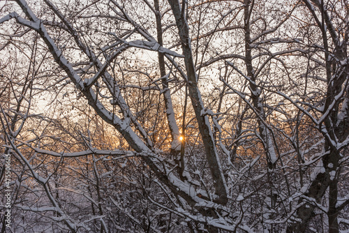 Branches of a tree in winter, without leaves at sunset, dawn.