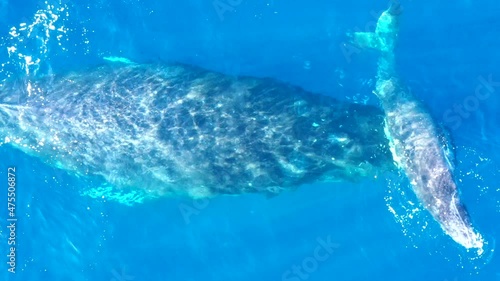 Mother Humpback whale and her calf bond in the calm waters of Maui, Hawaii.
