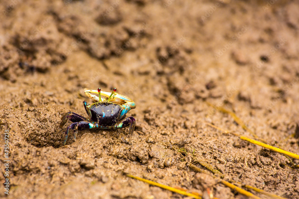 Fiddler crab Fiddler crab