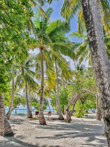 Coconut palms on the white beaches of the Maldivian atolls